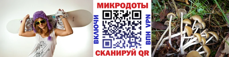 купить наркотик  Темрюк  кракен ONION  маркетплейс как зайти  Псилоцибиновые грибы Psilocybe 